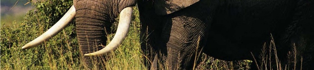 Stain Tusks to Stop Elephant Poaching